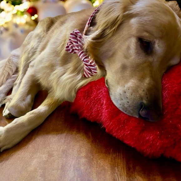 Smoke free/Pet friendly💛 - Picture 6 of 16